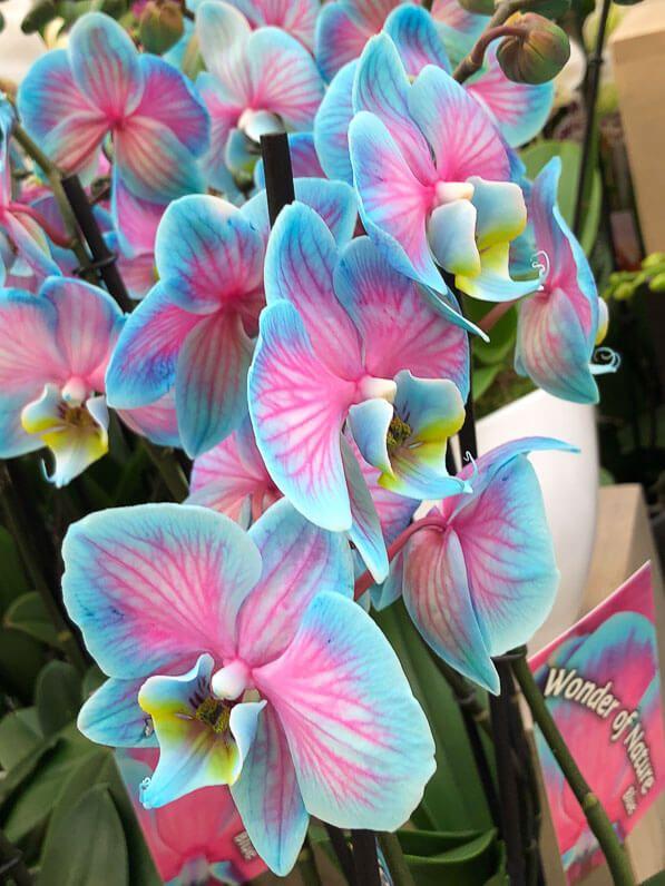 Whispers of Dawn Pastel Posy